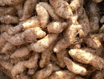 姜薯粉的功效与作用,木薯粉的功效与作用
