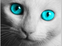 猫猫眼的功效,猫眼的功效是什么