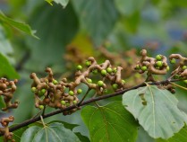 拐枣树根的功效与作用,拐枣树根的功效与作用有哪些?